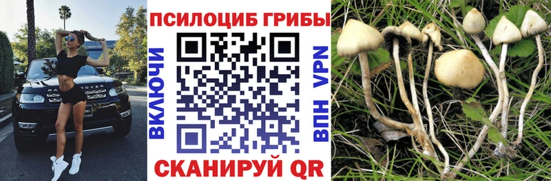 Псилоцибиновые грибы Psilocybe  кракен рабочий сайт  Игра  сколько стоит 
